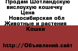 Продам Шотландскую вислоухую кошечку. › Цена ­ 1 000 - Новосибирская обл. Животные и растения » Кошки   